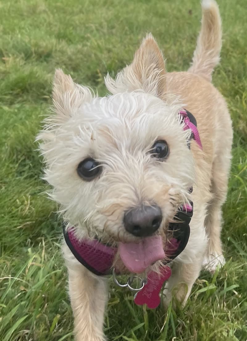 A cream terrier standing on grass, tongue out, looking at the camera