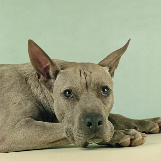 An older dog resting calmly on a pastel backdrop