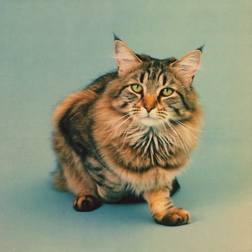 A long-haired cat looking toward the camera